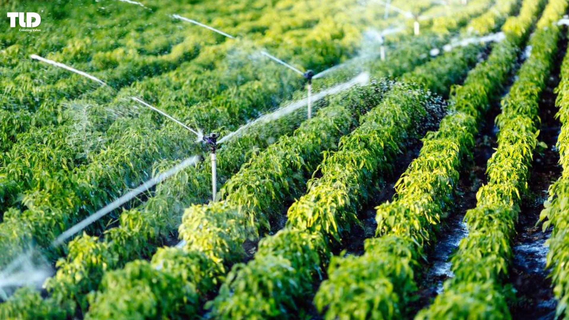 The Importance of Proper Irrigation in Agriculture