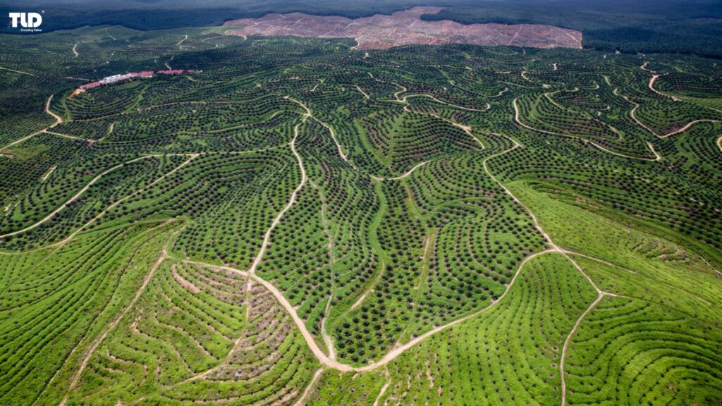 The Implications Of Indonesia's B50 Biodiesel Policy For The Chemical Additives Sector In The Plastics Industry