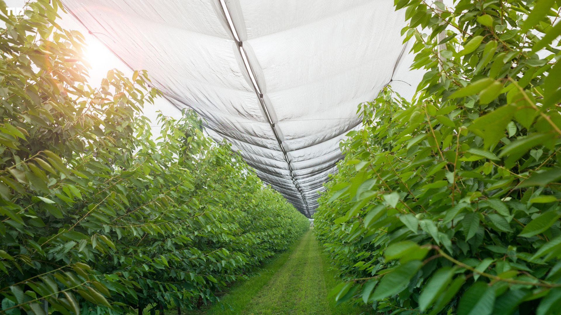 Medical-grade thermoplastic compounds ensure clarity, biocompatibility, and reliable performance in syringe applications