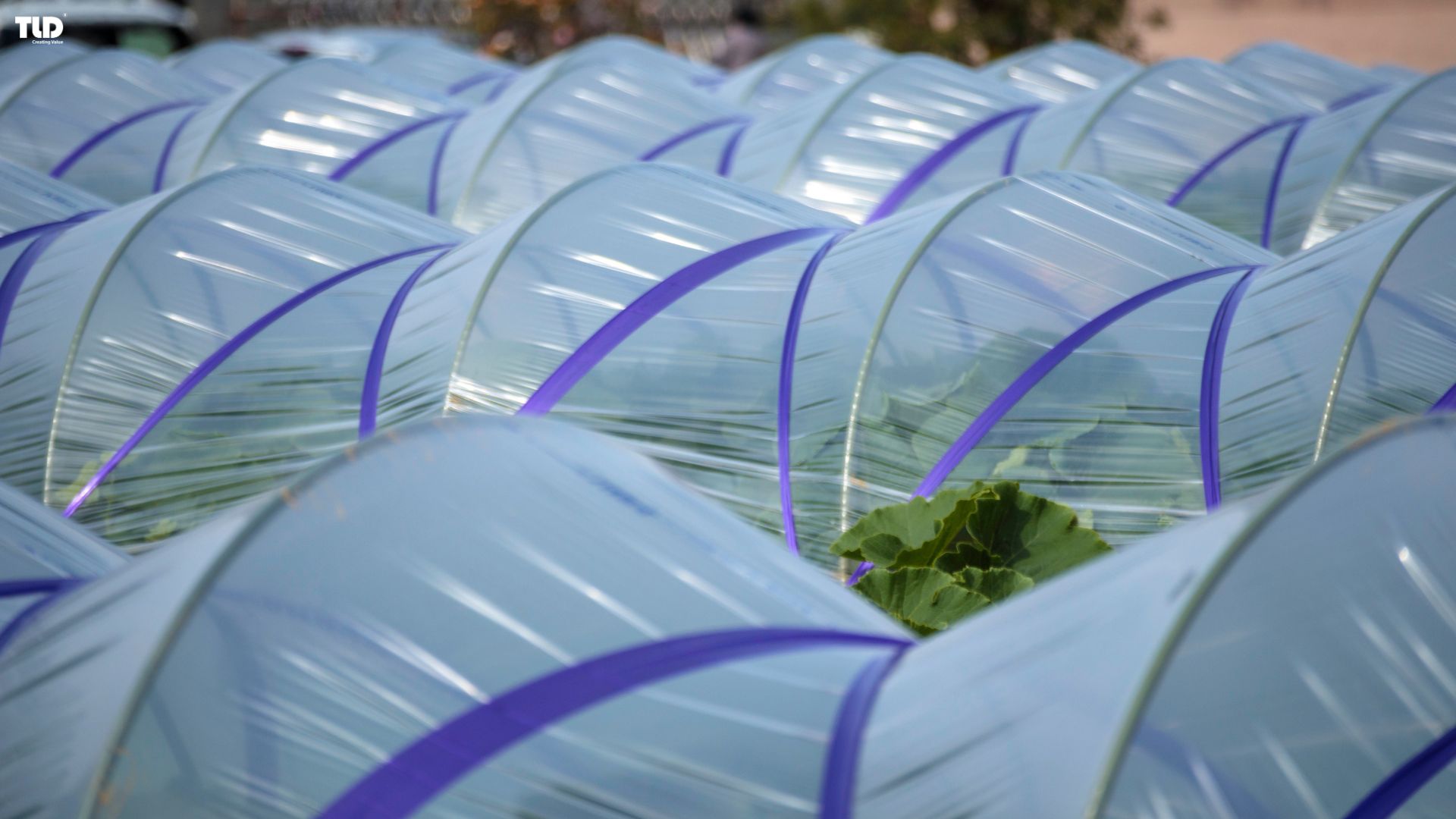 Specialized films that enhance crop protection, improve yields, and support modern agricultural practices