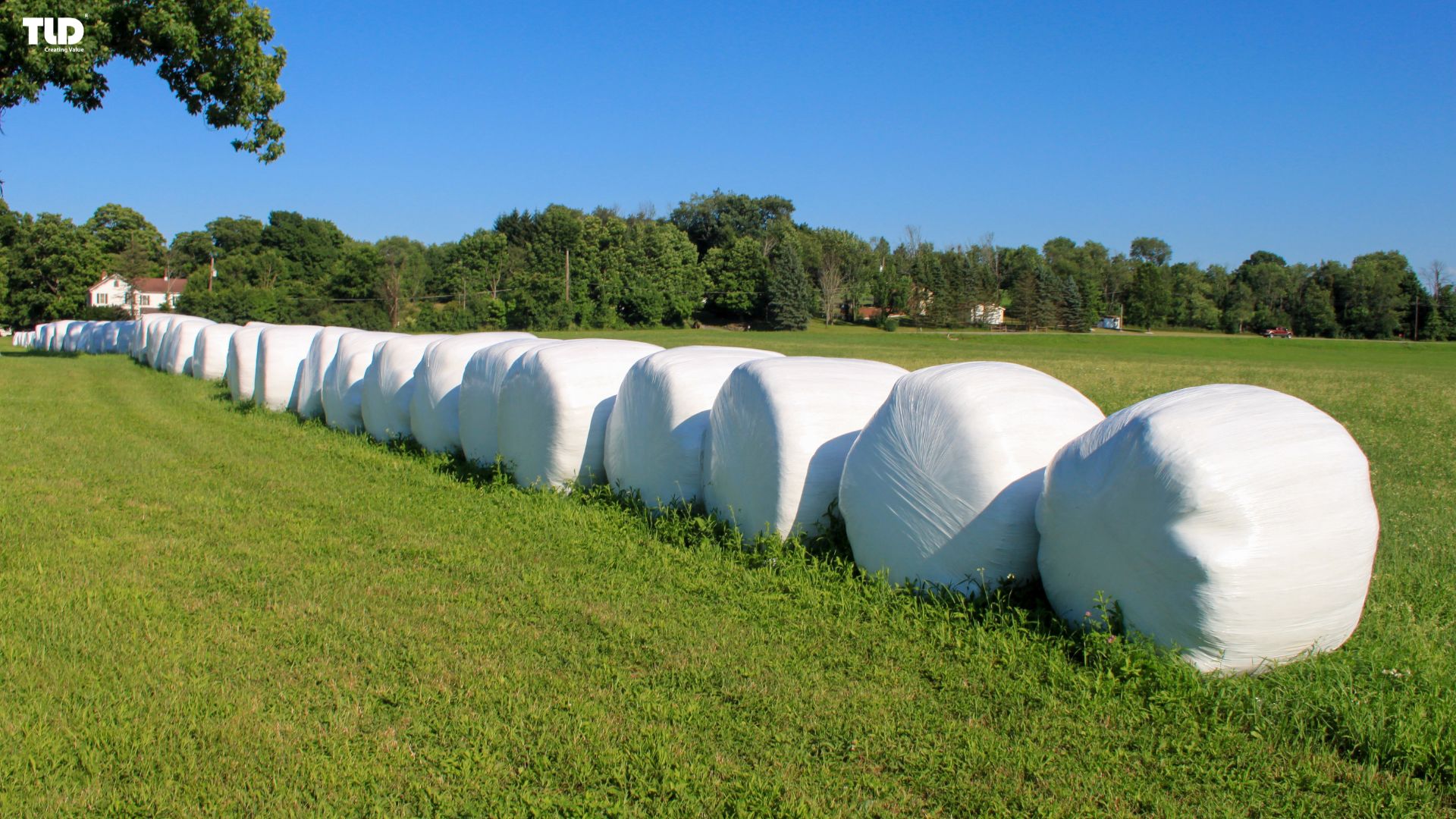 In agriculture, PP raffia materials are used in bale wraps to protect hay and straw from moisture, sunlight