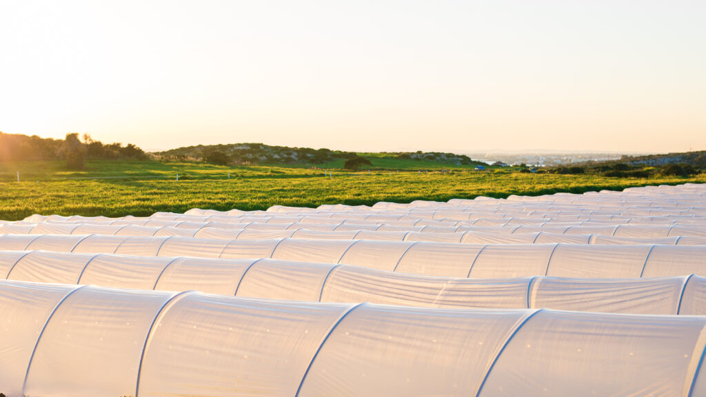 Why PE Agriculture Film Is Essential For Sustainable Agriculture Systems