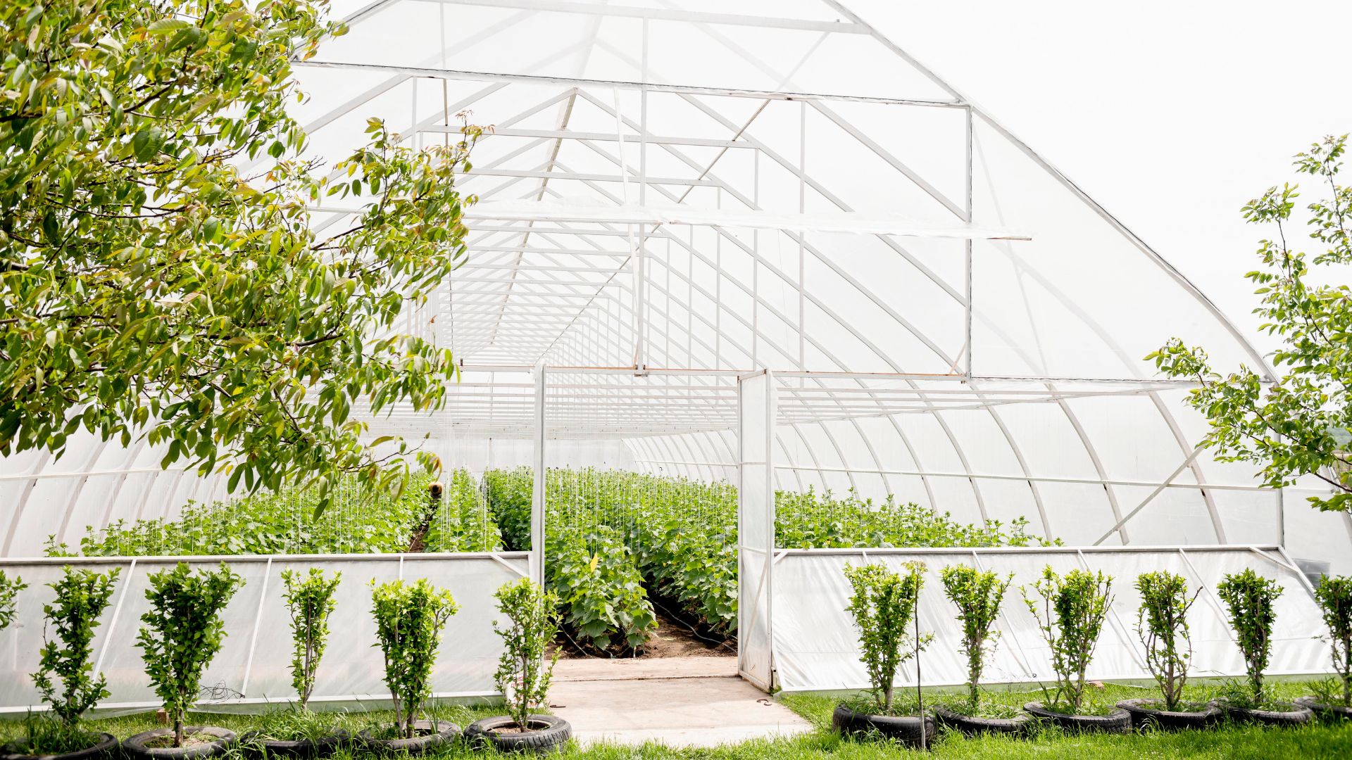 PE film provides stable light and temperature control for greenhouse