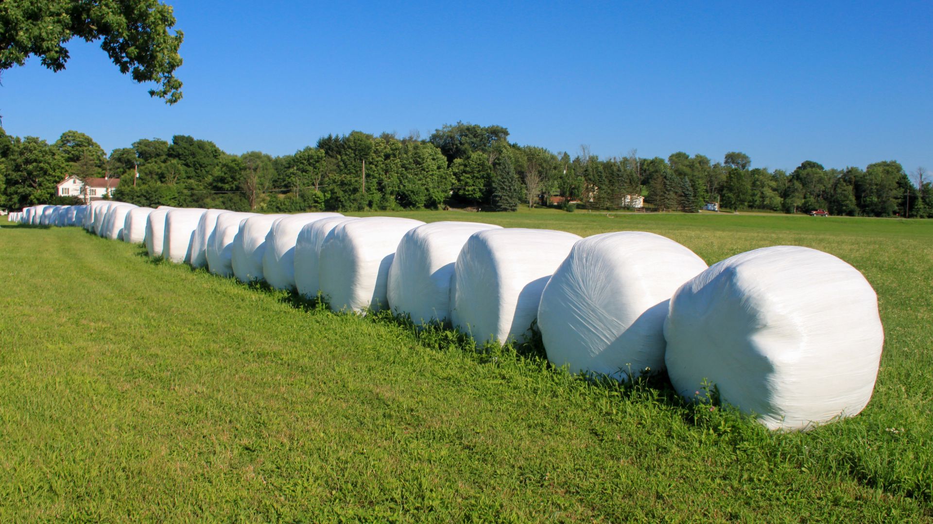 PE film protects silage by maintaining strong sealing and durability